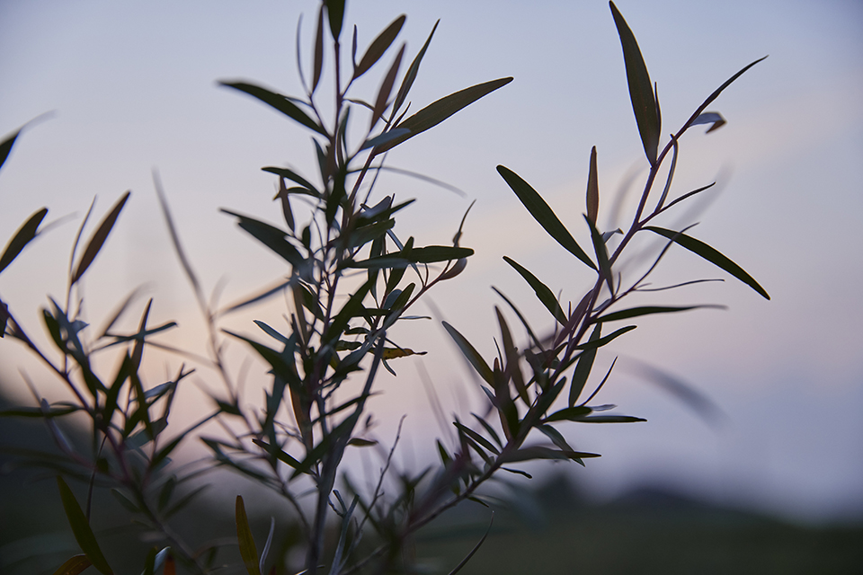 【 Brand Visual 】,TERROIR essential drop